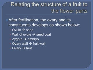  After
      fertilisation, the ovary and its
 constituents develops as shown below:
  • Ovule  seed
  • Wall of ovule  seed coat
  • Zygote  embryo
  • Ovary wall  fruit wall
  • Ovary  fruit
 