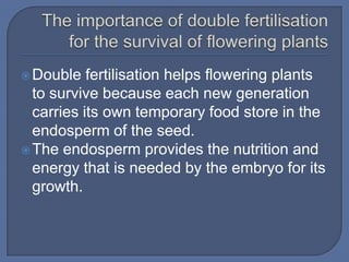  Double   fertilisation helps flowering plants
  to survive because each new generation
  carries its own temporary food store in the
  endosperm of the seed.
 The endosperm provides the nutrition and
  energy that is needed by the embryo for its
  growth.
 