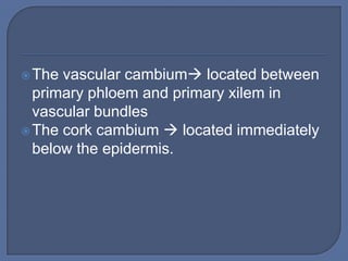  The vascular cambium located between
  primary phloem and primary xilem in
  vascular bundles
 The cork cambium  located immediately
  below the epidermis.
 