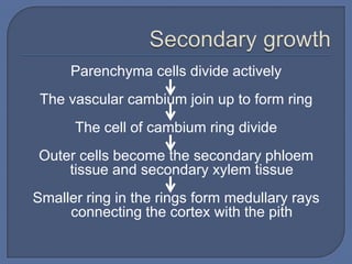 Parenchyma cells divide actively
 The vascular cambium join up to form ring
      The cell of cambium ring divide
Outer cells become the secondary phloem
    tissue and secondary xylem tissue
Smaller ring in the rings form medullary rays
     connecting the cortex with the pith
 