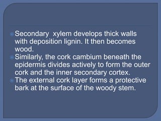  Secondary    xylem develops thick walls
  with deposition lignin. It then becomes
  wood.
 Similarly, the cork cambium beneath the
  epidermis divides actively to form the outer
  cork and the inner secondary cortex.
 The external cork layer forms a protective
  bark at the surface of the woody stem.
 