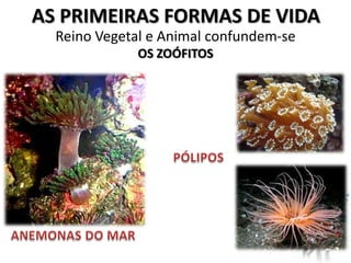AS PRIMEIRAS FORMAS DE VIDA
  Reino Vegetal e Animal confundem-se
              OS ZOÓFITOS
 