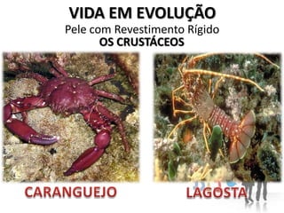 VIDA EM EVOLUÇÃO
Pele com Revestimento Rígido
       OS CRUSTÁCEOS
 