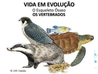 VIDA EM EVOLUÇÃO
  O Esqueleto Ósseo
  OS VERTEBRADOS
 