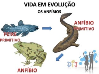 VIDA EM EVOLUÇÃO
    OS ANFÍBIOS
 