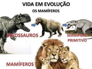 VIDA EM EVOLUÇÃO
   OS MAMÍFEROS
 