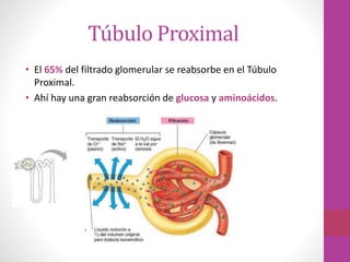 Túbulo Proximal
• El 65% del filtrado glomerular se reabsorbe en el Túbulo
Proximal.
• Ahí hay una gran reabsorción de glucosa y aminoácidos.
 