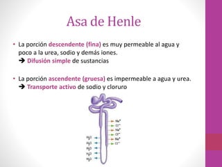 Asa de Henle
• La porción descendente (fina) es muy permeable al agua y
poco a la urea, sodio y demás iones.
 Difusión simple de sustancias
• La porción ascendente (gruesa) es impermeable a agua y urea.
 Transporte activo de sodio y cloruro
 