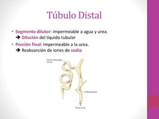 Túbulo Distal
• Segmento dilutor: impermeable a agua y urea.
 Dilución del líquido tubular
• Porción final: impermeable a la urea.
 Reabsorción de iones de sodio
 
