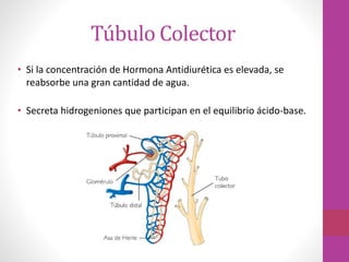 Túbulo Colector
• Si la concentración de Hormona Antidiurética es elevada, se
reabsorbe una gran cantidad de agua.
• Secreta hidrogeniones que participan en el equilibrio ácido-base.
 