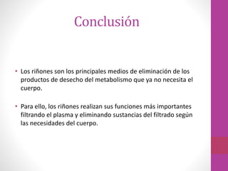 Conclusión
• Los riñones son los principales medios de eliminación de los
productos de desecho del metabolismo que ya no necesita el
cuerpo.
• Para ello, los riñones realizan sus funciones más importantes
filtrando el plasma y eliminando sustancias del filtrado según
las necesidades del cuerpo.
 