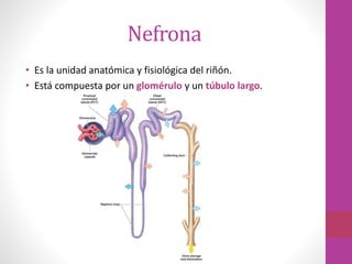 Nefrona
• Es la unidad anatómica y fisiológica del riñón.
• Está compuesta por un glomérulo y un túbulo largo.
 