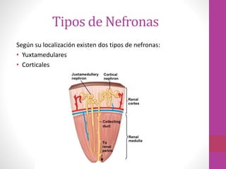 Tipos de Nefronas
Según su localización existen dos tipos de nefronas:
• Yuxtamedulares
• Corticales
 