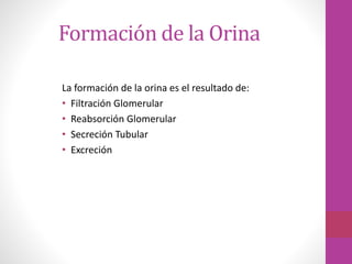 Formación de la Orina
La formación de la orina es el resultado de:
• Filtración Glomerular
• Reabsorción Glomerular
• Secreción Tubular
• Excreción
 