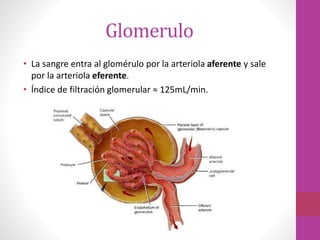 Glomerulo
• La sangre entra al glomérulo por la arteriola aferente y sale
por la arteriola eferente.
• Índice de filtración glomerular ≈ 125mL/min.
 