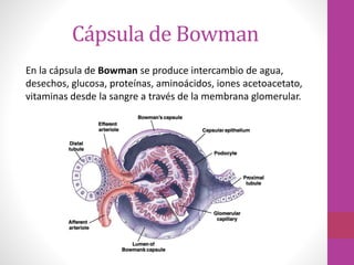 Cápsula de Bowman
En la cápsula de Bowman se produce intercambio de agua,
desechos, glucosa, proteínas, aminoácidos, iones acetoacetato,
vitaminas desde la sangre a través de la membrana glomerular.
 