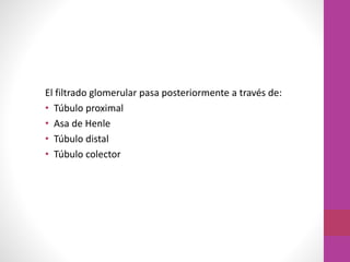 El filtrado glomerular pasa posteriormente a través de:
• Túbulo proximal
• Asa de Henle
• Túbulo distal
• Túbulo colector
 