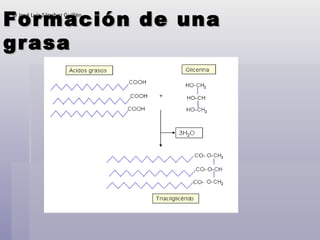 Formación de una grasa ©  José Luis Sánchez Guillén  
