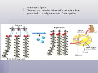 Interpreta la figura  Observa como se indica la formación del enlace éster y compáralo con la figura anterior. Emite opinión. 