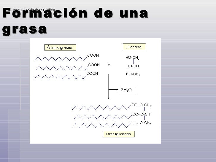 Resultado de imagen de formacion de grasa