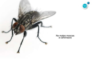 No mates moscas
a cañonazos
 
