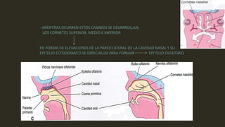 --MIENTRAS OCURREN ESTOS CAMBIOS SE DESARROLLAN:
LOS CORNETES SUPERIOR, MEDIO E INFERIOR
EN FORMA DE ELEVACIONES DE LA PARED LATERAL DE LA CAVIDAD NASAL Y SU
EPITELIO ECTODERMICO SE ESPECIALIZA PARA FORMAR EPITELIO OLFATORIO
 
