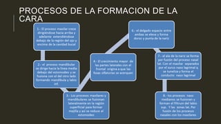 PROCESOS DE LA FORMACION DE LA
CARA
 