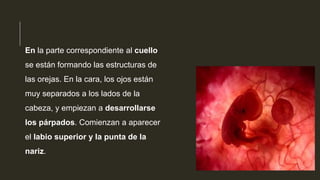 En la parte correspondiente al cuello
se están formando las estructuras de
las orejas. En la cara, los ojos están
muy separados a los lados de la
cabeza, y empiezan a desarrollarse
los párpados. Comienzan a aparecer
el labio superior y la punta de la
nariz.
 