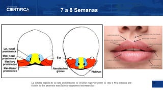 Labios Rombicos La embriogénesis de la región facial (embriología) | PPTX