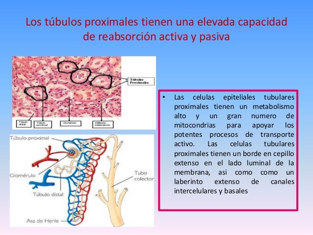 Resultado de imagen para Los túbulos proximales tienen una elevada capacidad de reabsorción activa y pasiva.