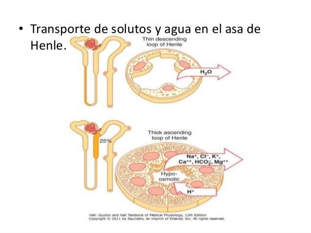 Resultado de imagen para Transporte de solutos y agua en el asa de Henle