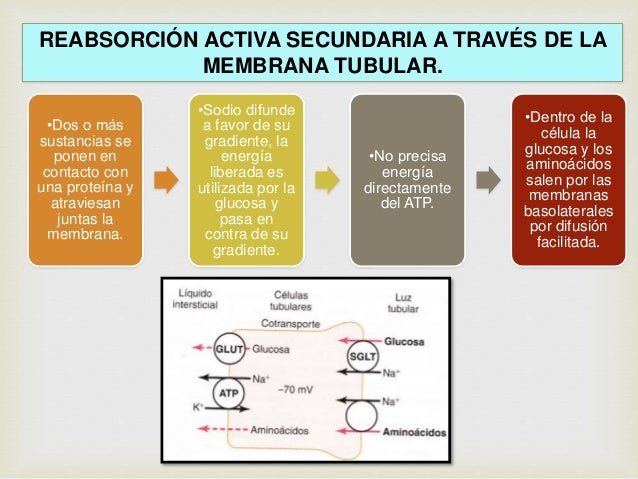 Resultado de imagen para Reabsorción activa secundaria a través de la membrana tubular.