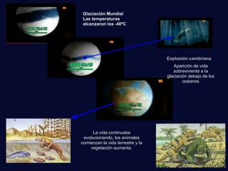 Explosión cambriana
Glaciación Mundial
Las temperaturas
alcanzaron los -40ºC
Aparición de vida
sobreviviente a la
glaciación debajo de los
océanos
La vida continuaba
evolucionando, los animales
comienzan la vida terrestre y la
vegetación aumenta.
 