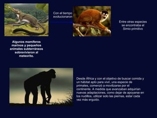 Algunos mamíferos
marinos y pequeños
animales subterráneos
sobrevivieron al
meteorito.
Con el tiempo
evolucionaron
Entre otras especies
se encontraba el
Simio primitivo
Desde África y con el objetivo de buscar comida y
un hábitat apto para vivir, una especie de
primates, comenzó a movilizarse por el
continente. A medida que avanzaban adquirían
nuevas adaptaciones, como dejar de apoyarse en
los nudillos, utilizar solo las piernas, estar cada
vez más erguido.
 