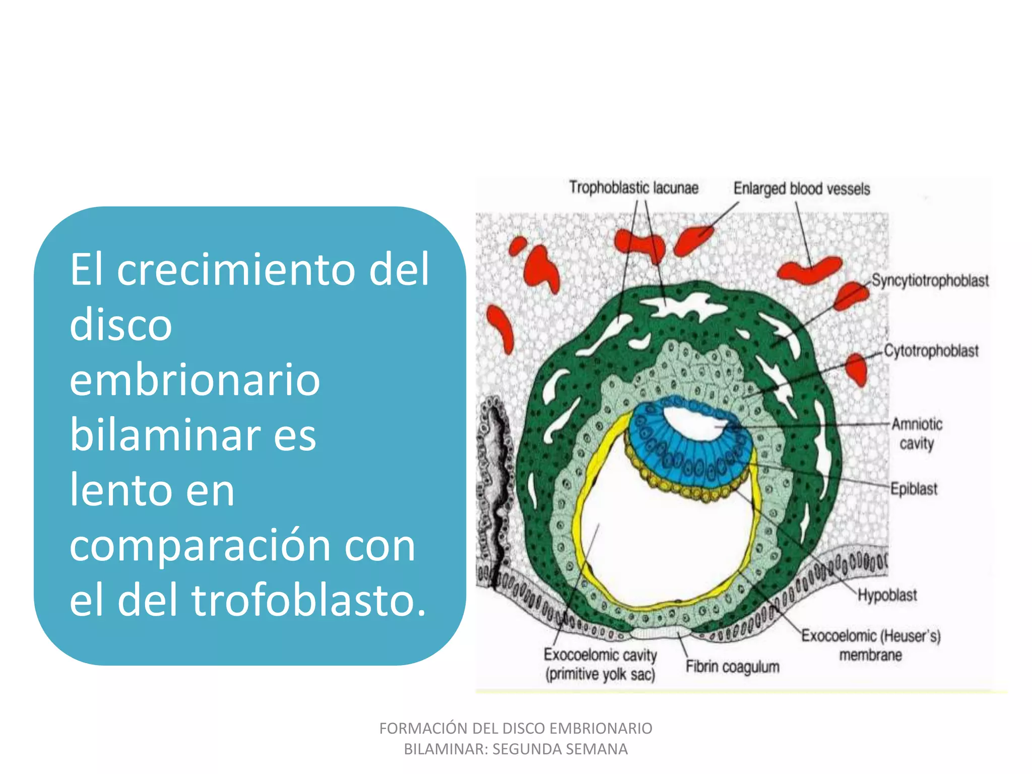 Formaci n Del Disco Embrionario Bilaminar PPTX