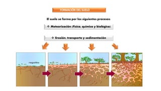 SULEO
El suelo se forma por los siguientes procesos:
 Erosión, transporte y sedimentación
 Meteorización (Física, química y biológica)
 