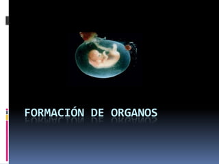 Formación de organos 