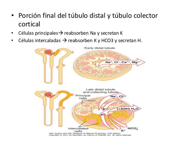 Resultado de imagen para Porción final del túbulo distal y túbulo colector cortical