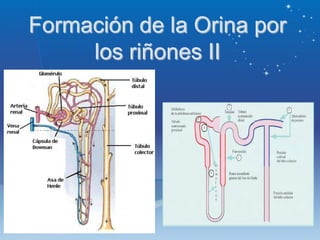 Formación de la Orina por
los riñones II
 