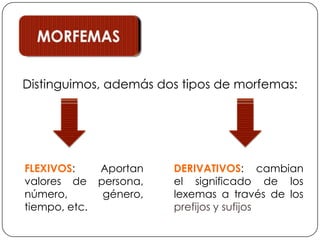 MORFEMASDistinguimos, además dos tipos de morfemas:DERIVATIVOS: cambian el significado de los lexemas a través de los prefijos y sufijosFLEXIVOS: Aportan valores de persona, número, género, tiempo, etc.