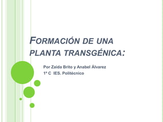 FORMACIÓN DE UNA
PLANTA TRANSGÉNICA:
  Por Zaida Brito y Anabel Álvarez
  1º C IES. Politécnico
 