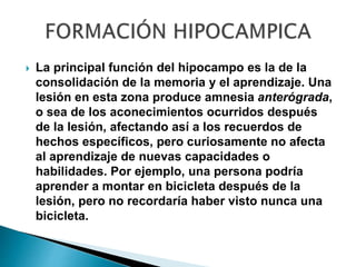 La principal función del hipocampo es la de la
consolidación de la memoria y el aprendizaje. Una
lesión en esta zona produce amnesia anterógrada,
o sea de los aconecimientos ocurridos después
de la lesión, afectando así a los recuerdos de
hechos específicos, pero curiosamente no afecta
al aprendizaje de nuevas capacidades o
habilidades. Por ejemplo, una persona podría
aprender a montar en bicicleta después de la
lesión, pero no recordaría haber visto nunca una
bicicleta.