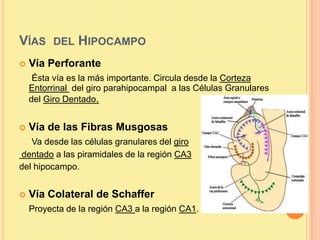 VÍAS DEL HIPOCAMPO
   Vía Perforante
     Ésta vía es la más importante. Circula desde la Corteza
    Entorrinal del giro parahipocampal a las Células Granulares
    del Giro Dentado.


   Vía de las Fibras Musgosas
   Va desde las células granulares del giro
dentado a las piramidales de la región CA3
del hipocampo.


   Vía Colateral de Schaffer
    Proyecta de la región CA3 a la región CA1.
 