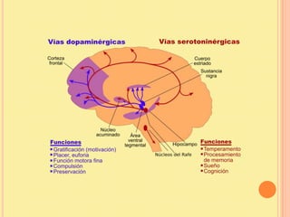Formación hipocámpica!