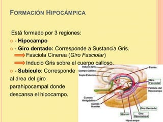 FORMACIÓN HIPOCÁMPICA

Está formado por 3 regiones:
 - Hipocampo

 - Giro dentado: Corresponde a Sustancia Gris.
       Fasciola Cinerea (Giro Fasciolar)
       Inducio Gris sobre el cuerpo calloso.
 - Subículo: Corresponde

al área del giro
parahipocampal donde
descansa el hipocampo.
 