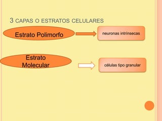 3 CAPAS O ESTRATOS CELULARES
                           neuronas intrínsecas
 Estrato Polimorfo


    Estrato
   Molecular                   células tipo granular
 