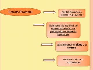 Estrato Piramidal              células piramidales
                              grandes y pequeñas



                    Solamente las neuronas de
                      este estrato envían sus
                     prolongaciones fuera del
                            hipocampo,



                          van a constituir el alveo y la
                                    fimbria



                                neurona principal o
                                   extrínseca
 