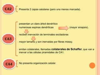 CA2      Presenta 2 capas celulares (pero una menos marcada).




       presentan un claro árbol dendrítico
       numerosas espinas dendríticas                    (mayor sinapsis).

         reciben inervación de terminales excitadoras
CA3
         mayor tamaño y son inervadas por fibras mossy.


         emiten colaterales, llamadas colaterales de Schaffer, que van a
          inervar a las células piramidales de CA1.



CA4      No presenta organización celular.
 
