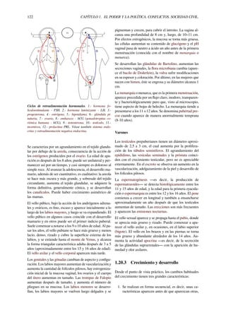 122 CAPÍTULO 1. EL PODER Y LA POLÍTICA. CONFLICTOS. SOCIEDAD CIVIL.
Ciclos de retroalimentación hormonales. 1.- hormona fo-
liculoestimulante - FSH, 2.- hormona luteinizante - LH, 3.-
progesterona, 4.- estrógeno, 5.- hipotálamo, 6.- glándula pi-
tuitaria, 7.- ovario, 8.- embarazo - hCG (gonadotropina co-
riónica humana - hCG), 9.- testosterona, 10.- testículo, 11.-
incentivos, 12.- prolactina PRL. Véase también sistema endo-
crino y retroalimentación negativa endocrina.
Se caracteriza por un agrandamiento en el tejido glandu-
lar por debajo de la areola, consecuencia de la acción de
los estrógenos producidos por el ovario. La edad de apa-
rición es después de los 8 años; puede ser unilateral y per-
manecer así por un tiempo, y casi siempre es doloroso al
simple roce. Al avanzar la adolescencia, el desarrollo ma-
mario, además de ser cuantitativo, es cualitativo: la areola
se hace más oscura y más grande, y sobresale del tejido
circundante, aumenta el tejido glandular, se adquiere la
forma deﬁnitiva, generalmente cónica, y se desarrollan
los canalículos. Puede haber crecimiento asimétrico de
las mamas.
El vello púbico, bajo la acción de los andrógenos adrena-
les y ováricos, es ﬁno, escaso y aparece inicialmente a lo
largo de los labios mayores, y luego se va expandiendo. El
vello púbico en algunos casos coincide con el desarrollo
mamario y en otros puede ser el primer indicio puberal.
Suele comenzar a notarse a los 9 o 10 años de edad. Al pa-
sar los años, el vello pubiano se hace más grueso y menos
lacio, denso, rizado y cubre la superﬁcie externa de los
labios, y se extiende hasta el monte de Venus, y alcanza
la forma triangular característica adulta después de 3 a 5
años (aproximadamente entre los 15 y 16 años de edad).
El vello axilar y el vello corporal aparecen más tarde.
Los genitales y las gónadas cambian de aspecto y conﬁgu-
ración. Los labios mayores aumentan de vascularización y
aumenta la cantidad de folículos pilosos, hay estrogeniza-
ción inicial de la mucosa vaginal, los ovarios y el cuerpo
del útero aumentan en tamaño. Las trompas de Falopio
aumentan después de tamaño, y aumenta el número de
pliegues en su mucosa. Los labios menores se desarro-
llan, los labios mayores se vuelven luego delgados y se
pigmentan y crecen, para cubrir el introito. La vagina al-
canza una profundidad de 8 cm y, luego, de 10–11 cm.
Por efectos estrogénicos, la mucosa se torna más gruesa,
las células aumentan su contenido de glucógeno y el pH
vaginal pasa de neutro a ácido un año antes de la primera
menstruación (conocida con el nombre de menarquia o
menarca).
Se desarrollan las glándulas de Bartolino, aumentan las
secreciones vaginales, la ﬂora microbiana cambia (apare-
ce el bacilo de Doderlein), la vulva sufre modiﬁcaciones
en su espesor y coloración. Por último, en las mujeres que
nacen con himen, éste se engrosa y su diámetro alcanza 1
cm.
La menarquia o menarca, que es la primera menstruación,
aparece precedida por un ﬂujo claro, inodoro, transparen-
te y bacteriológicamente puro que, visto al microscopio,
tiene aspecto de hojas de helecho. La menarquia tiende a
presentarse a los 11 o 12 años. Se denomina pubertad pre-
coz cuando aparece de manera anormalmente temprana
(8-10 años).
Varones
Los testículos prepuberianos tienen un diámetro aproxi-
mado de 2,5 a 3 cm, el cual aumenta por la prolifera-
ción de los túbulos seminíferos. El agrandamiento del
epidídimo, las vesículas seminales y la próstata coinci-
den con el crecimiento testicular, pero no es apreciable
externamente. En el escroto se observa un aumento en la
vascularización, adelgazamiento de la piel y desarrollo de
los folículos pilosos.
La espermatogénesis —es decir, la producción de
espermatozoides— se detecta histológicamente entre los
11 y 15 años de edad, y la edad para la primera eyacula-
ción o espermarquia es entre los 12 y los 16 años. El pene
comienza a crecer en longitud y también a ensancharse
aproximadamente un año después de que los testículos
aumentan de tamaño. Las erecciones son más frecuentes
y aparecen las emisiones nocturnas.
El vello sexual aparece y se propaga hasta el pubis, donde
se aprecia más grueso y rizado. Puede comenzar a apa-
recer el vello axilar y, en ocasiones, en el labio superior
(bigote). El vello en los brazos y en las piernas se torna
más grueso y abundante alrededor de los 14 años. Au-
menta la actividad apocrina —es decir, de la secreción
de las glándulas suprarrenales— con la aparición de hu-
medad y olor axilares.
1.20.3 Crecimiento y desarrollo
Desde el punto de vista práctico, los cambios habituales
del crecimiento tienen tres grandes características:
1. Se realizan en forma secuencial, es decir, unas ca-
racterísticas aparecen antes de que aparezcan otras,
 