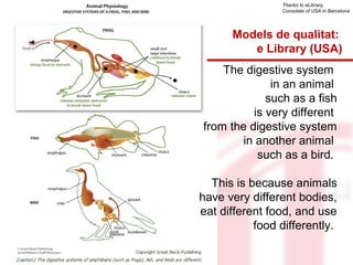 Thanks to eLibrary, 
Consolate of USA in Barcelona 
Models de qualitat: 
e Library (USA) 
The digestive system 
in an animal 
such as a fish 
is very different 
from the digestive system 
in another animal 
such as a bird. 
This is because animals 
have very different bodies, 
eat different food, and use 
food differently. 
 
